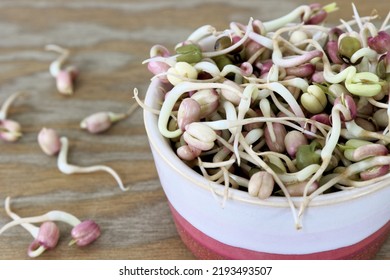 Mung Bean Sprouts In A Bowl. Fresh Green Microgreens Healthy Spring Food.