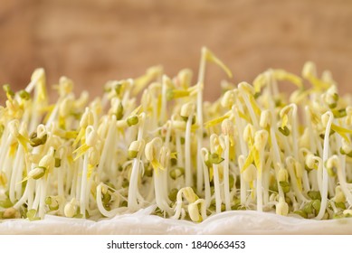 Mung bean sprouts are growing at home, Organic plant for Asian food cooking