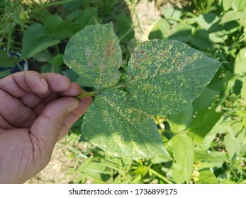 Mungbean Yellow Mosaic Virus Disease Symptoms Stock Photo 1736899175 