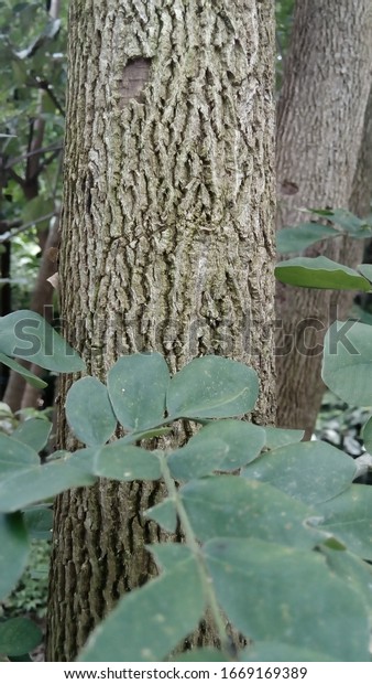 マングルの木の樹皮 ムングル サマネアサマン は大きくて 成長の速い木だ の写真素材 今すぐ編集