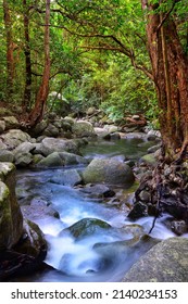 Mungumby Creek, Far North Queensland, Australia, Deep In The Rainforest