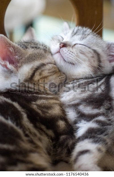 Muni Muni Soft Kitten Animals Wildlife Stock Image 1176540436