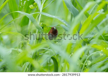 A munia faces the camera from within tall green grass
