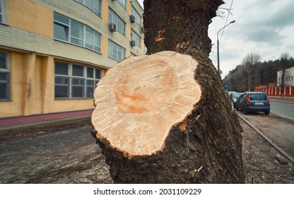 Municipal Arborist Service. Dangerous And Emergency Tree Limb In The City. Dead Tree Limb Romoval. Сutted Pruning Tree Branch. Tree And Branch Maintenance In The City.