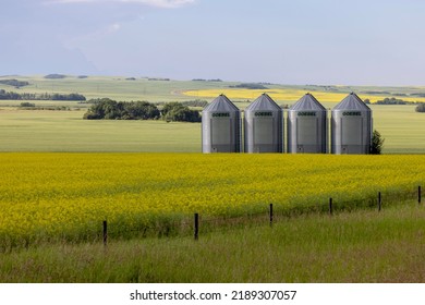 Municipal District Of Wainwright, Alberta, Canada - July 17, 2022: A Classic, Western North American Farm Scene With Rolling Hills, Fields Of Bright Yellow Canola, And A Row Of Storage Bins.