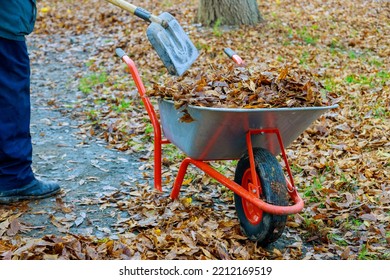 Municipal Worker Cleaning The Sidewalk Autumn Fall Leaf With A Wheelbarrow Is Full Of Dried Leaves.