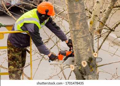 2,313 Cut poplar tree Images, Stock Photos & Vectors | Shutterstock