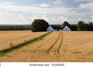 MUNKERUP, ZEALAND, DENMARK - AUGUST 13, 2017: Track leading through field of golden Barley to Danish style barn
