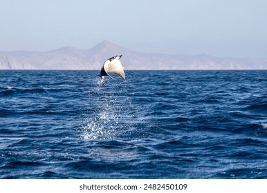 Munk's Devil Rays aka Mobula Rays (Mobula munkiana) in jumping out of the water in Baja California Sur, Mexico