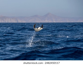 Munk's Devil Rays aka Mobula Rays (Mobula munkiana) in jumping out of the water in Baja California Sur, Mexico