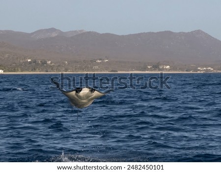 Munk's Devil Rays aka Mobula Rays (Mobula munkiana) in jumping out of the water in Baja California Sur, Mexico