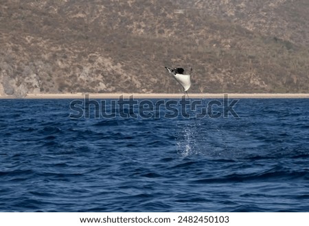 Munk's Devil Rays aka Mobula Rays (Mobula munkiana) in jumping out of the water in Baja California Sur, Mexico