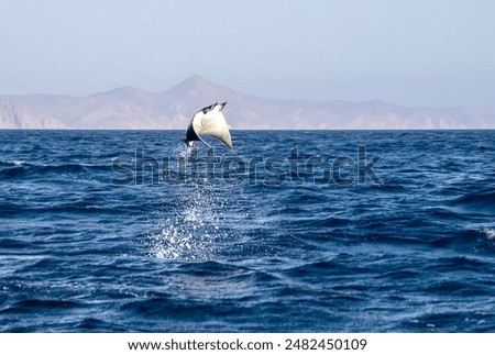 Munk's Devil Rays aka Mobula Rays (Mobula munkiana) in jumping out of the water in Baja California Sur, Mexico