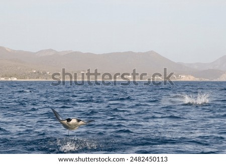 Munk's Devil Rays aka Mobula Rays (Mobula munkiana) in jumping out of the water in Baja California Sur, Mexico