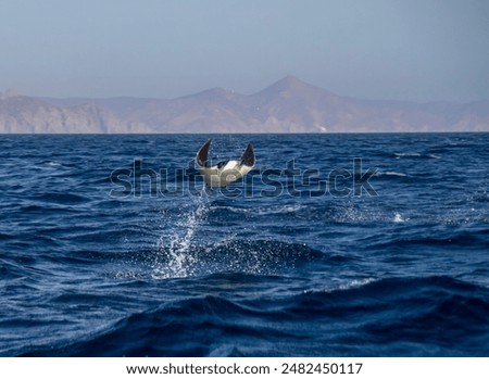 Munk's Devil Rays aka Mobula Rays (Mobula munkiana) in jumping out of the water in Baja California Sur, Mexico