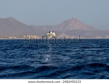 Munk's Devil Rays aka Mobula Rays (Mobula munkiana) in jumping out of the water in Baja California Sur, Mexico