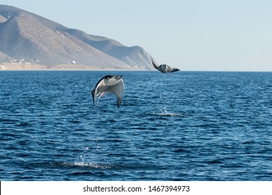 Munk's devil rays breaching, Sea of Cortes, Baja California, Mexico.
