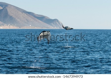 Munk's devil rays breaching, Sea of Cortes, Baja California, Mexico.
