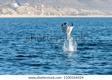 Munk's devil rays, mobula munkiana, breaching in the early morning along the coast of Baja California, Mexico. Stock fotó © 