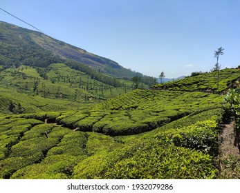 Munnar Hill Station Tea Plantation Stock Photo 1932079286 | Shutterstock