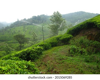 Munnar Kadalar Estate Idukki District 