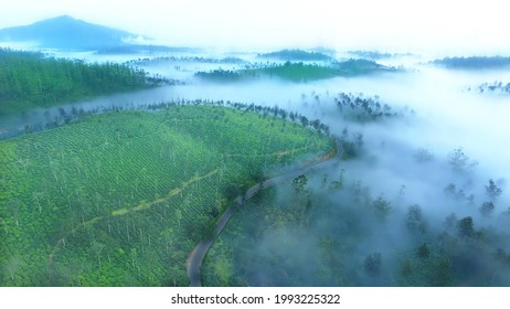 Munnar Nature Of Kerala India