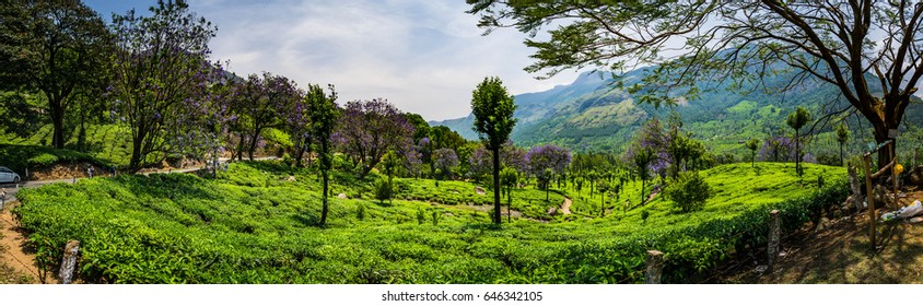 Munnar Panaroma