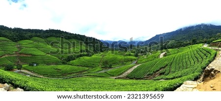 munnar tea estate hillstation Kerala India 