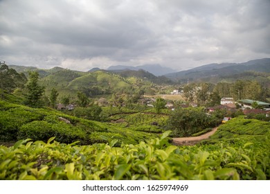 munnar tea fields. kerala. india