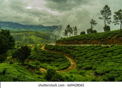 Munnar Tea Plantation During Monsoon