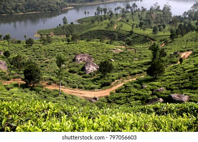 Munnar tea plantations, Indian state of Kerala