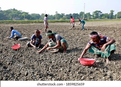 Munshiganj, Bangladesh - November 23, 2020: A Group Of Farmer Planting Potato In A Field. Farmers Of Six Upazilas Under The Munshiganj District Are Busy Preparing Fields For Cultivation Of Potato. 