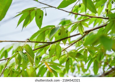 Muntingia Calabura, Commonly Known As Jamaican Cherry. Muntingia Is A Genus Of Plants In The Family Muntingiaceae, Comprising Only One Species.  Buah Cheri, Singapore Cherry, Calabura, Buah Ceri.