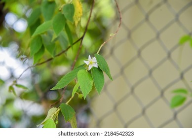 Muntingia Calabura, Commonly Known As Jamaican Cherry. Muntingia Is A Genus Of Plants In The Family Muntingiaceae, Comprising Only One Species.  Buah Cheri, Singapore Cherry, Calabura, Buah Ceri.