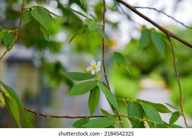 Muntingia Calabura, Commonly Known As Jamaican Cherry. Muntingia Is A Genus Of Plants In The Family Muntingiaceae, Comprising Only One Species.  Buah Cheri, Singapore Cherry, Calabura, Buah Ceri.