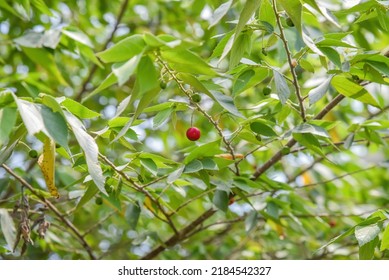 Muntingia Calabura Commonly Known Jamaican Cherry Stock Photo ...