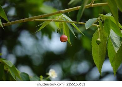 Muntingia Calabura Tree Jamaican Strawberry Stock Photo 2155150631 ...