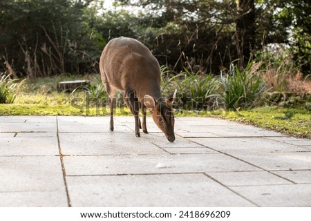 Muntjac deer comes up close feeding on pears. Her thick winter coat of fur keeping her warm. Bambi eating in the cold winter months.