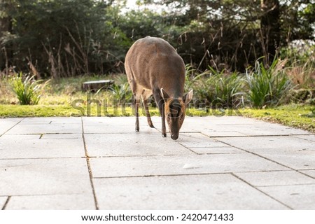 Muntjac deer comes up close feeding on pears. Her thick winter coat of fur keeping her warm. Bambi eating in the cold winter months.