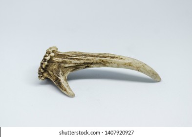 Muntjac Deer Shed Antler On White Background