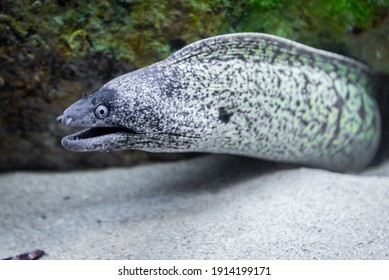 . Muraena underwater scene. Moray eel macro underwater.