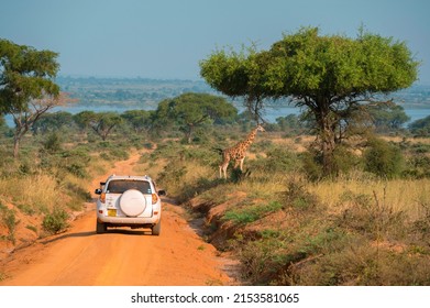 Murchison Falls National Park, Uganda - January 2, 2022: Safari Cars Driving On The Rural Road Of Savannah, Watching Wildlife Giraffe