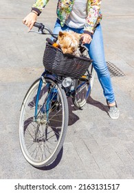 Murcia, Spain. April, 2014. World bicycle Day. Image illustrating World Bicycle Day on June 3. Unrecognizable woman on a bicycle with her dog in the basket.