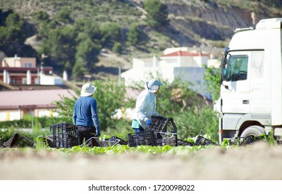 Murcia, Spain, May 2, 2020: Farmers Suply During Coronavirus Lock Down. Farmers Or Farm Workers Picking Up Lettuces In Agricultural Plantation During Coronavirus Or Covid 19 Crisis.