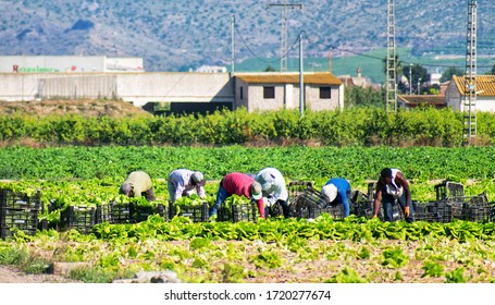 Murcia, Spain, May 2, 2020: Farmers Suply During Coronavirus Lock Down. Farmers Or Farm Workers Picking Up Lettuces In Agricultural Plantation During Coronavirus Or Covid 19 Crisis