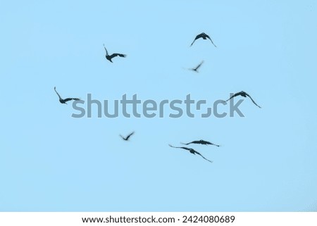 A murder of Crows flying towards the camera against a plain blue sky.