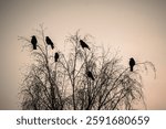 A murder of crows on birch tree