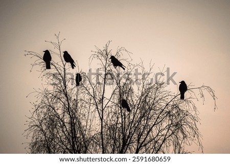 A murder of crows on a birch tree