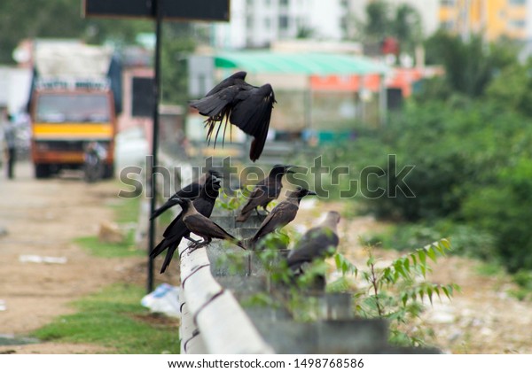 tamil crows