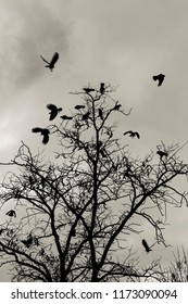 1,689 Murder Crows Images, Stock Photos & Vectors | Shutterstock